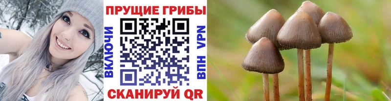 Галлюциногенные грибы Psilocybine cubensis  Купить закладки  Курчатов 